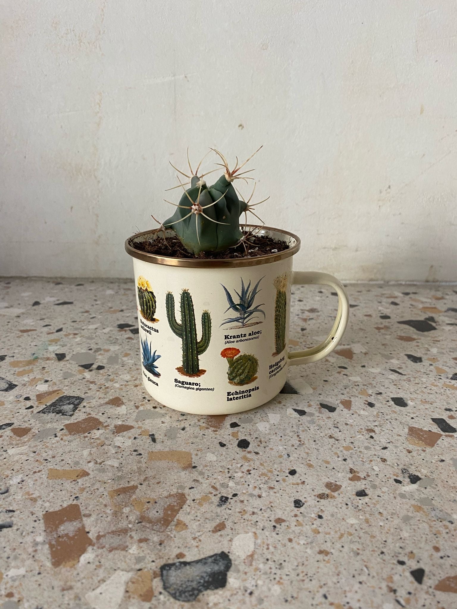 Cactus Enamel Mug w/ Plant