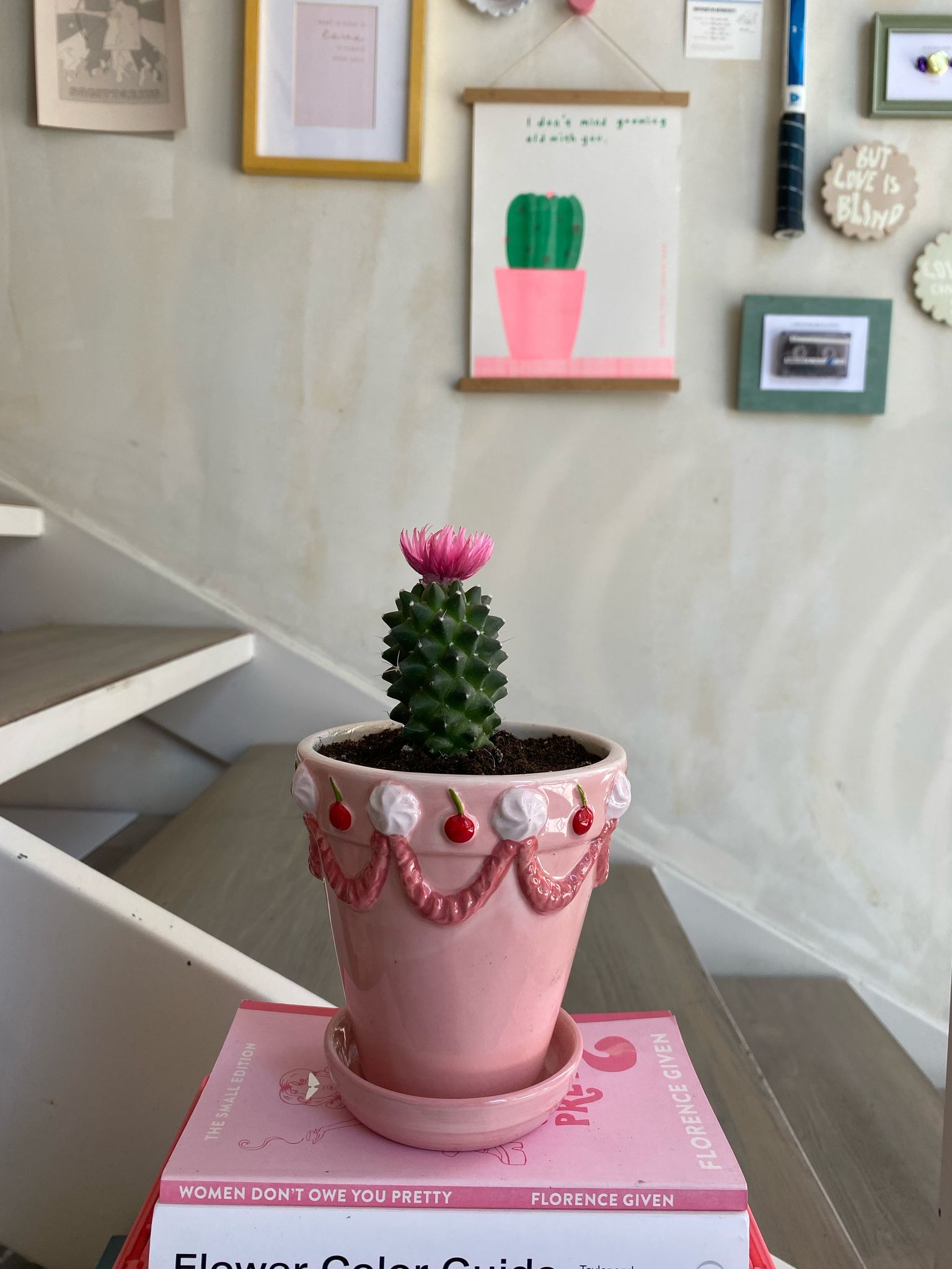 Mini Cactus in Cute Cake Planter