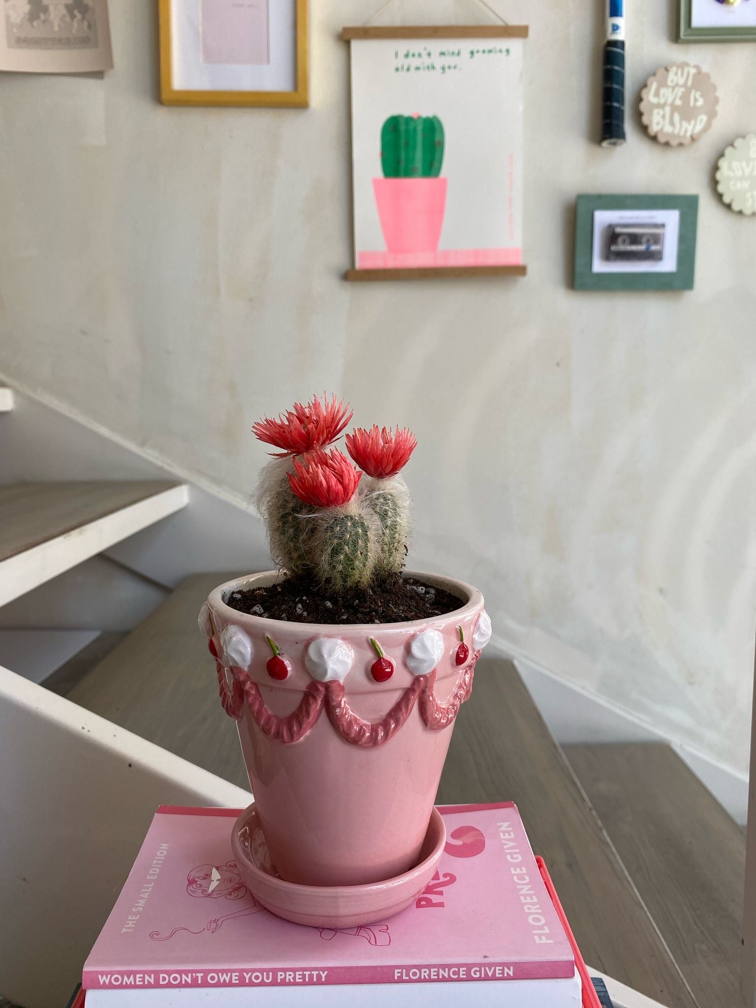 Mini Cactus in Cute Cake Planter