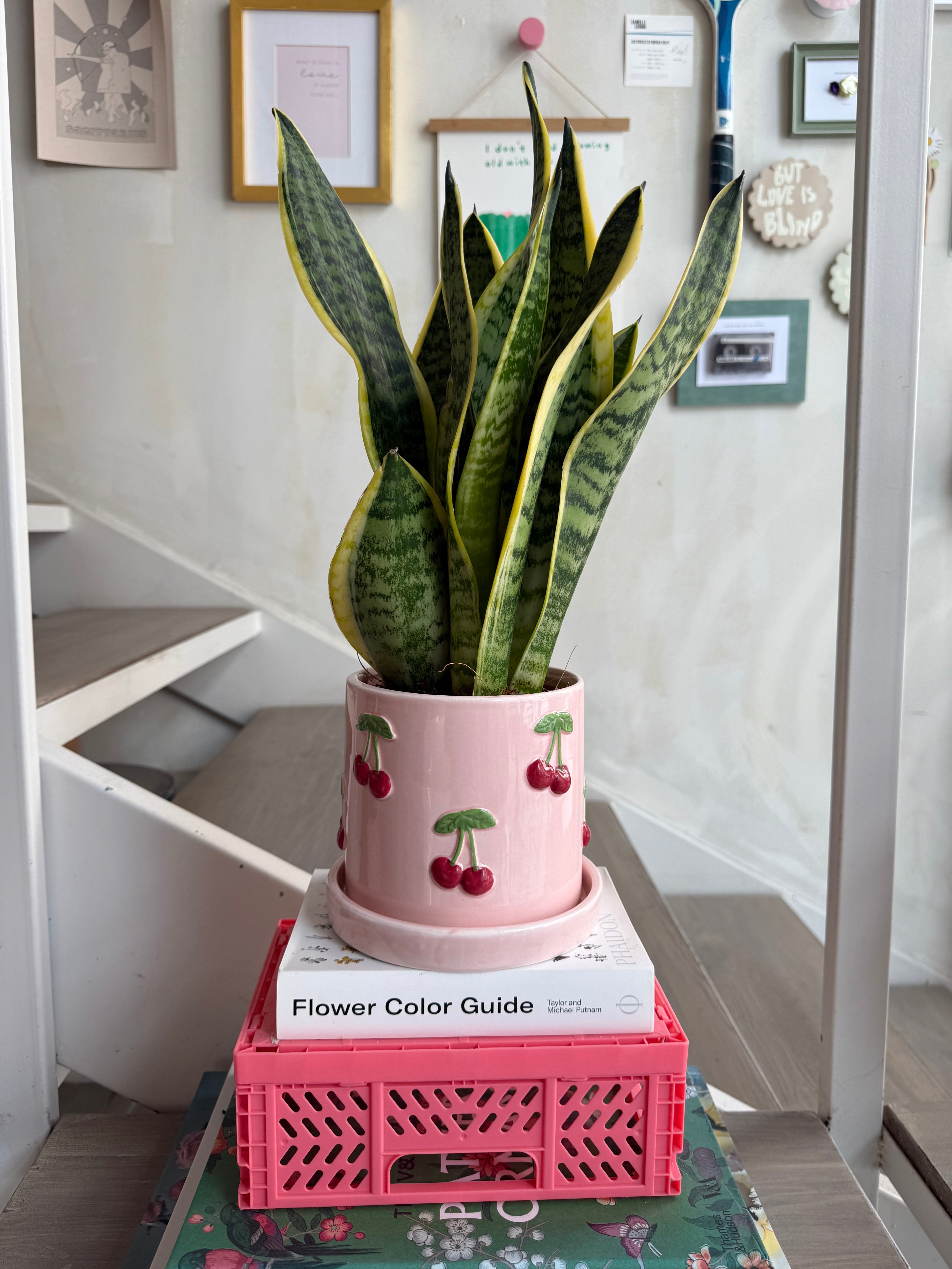 Snake Plant in Cherry Plant Pot