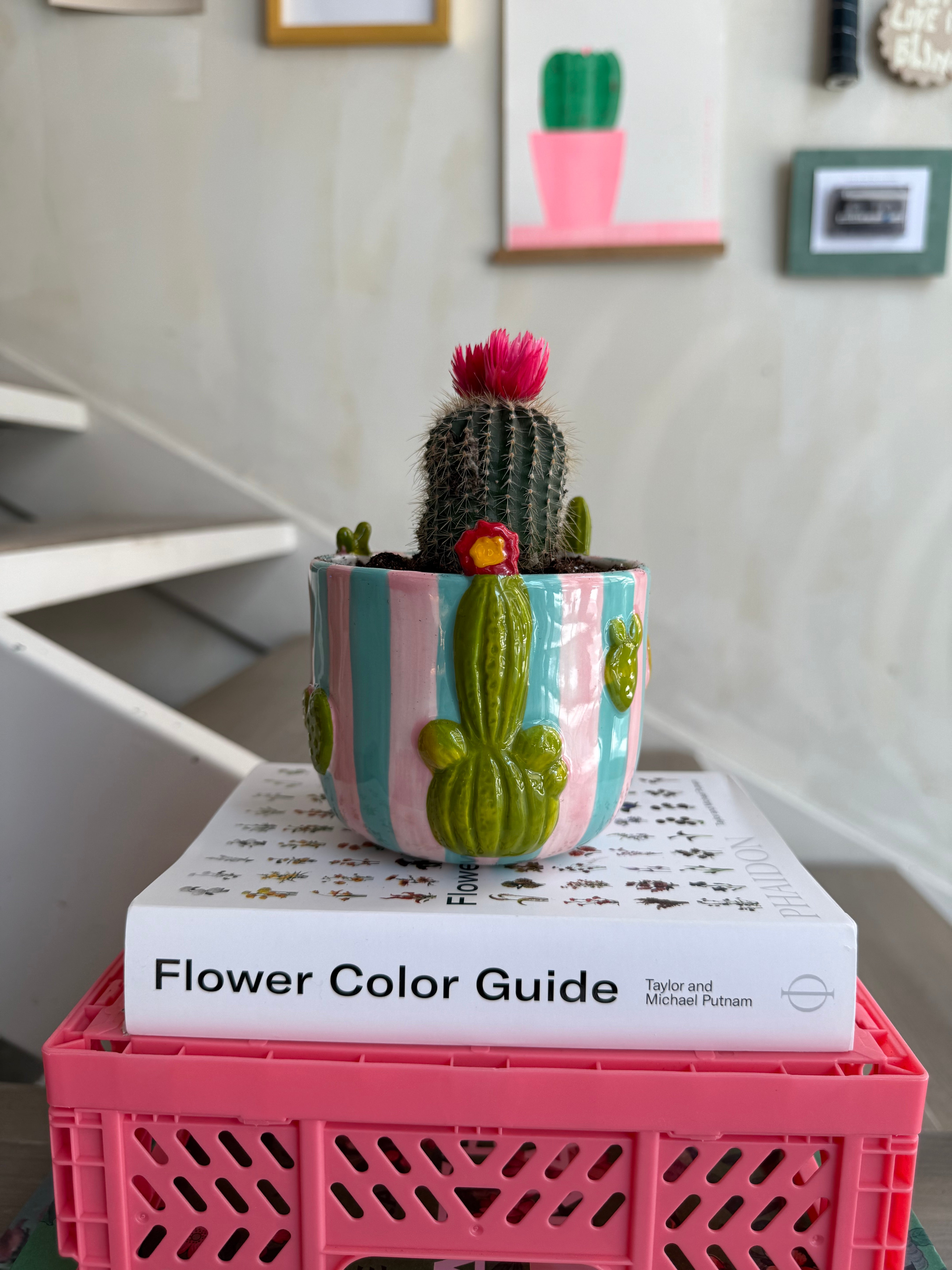 Mini Plant in Cute Cactus Planter