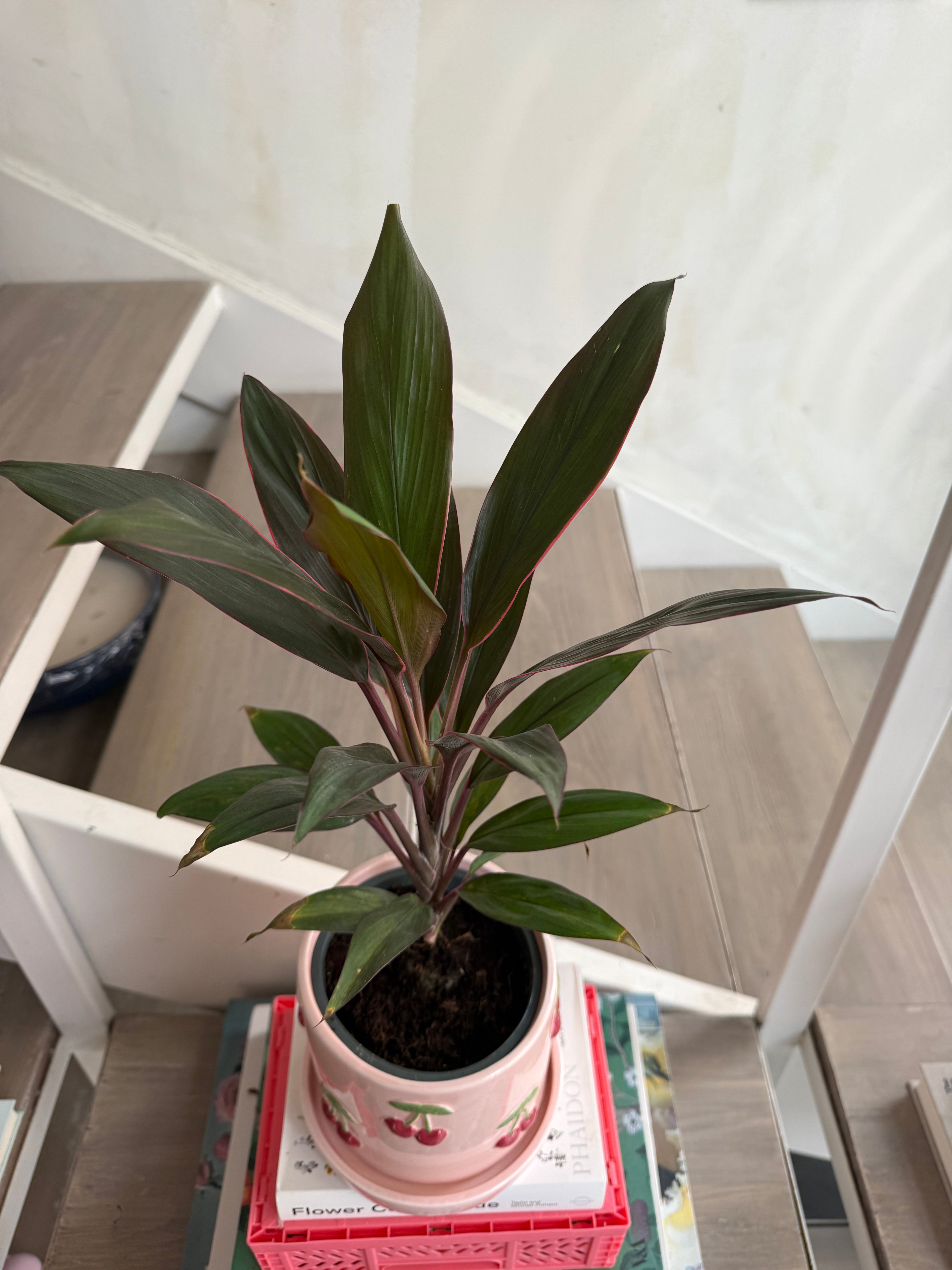 Cordyline Plant in Cherry Plant Pot
