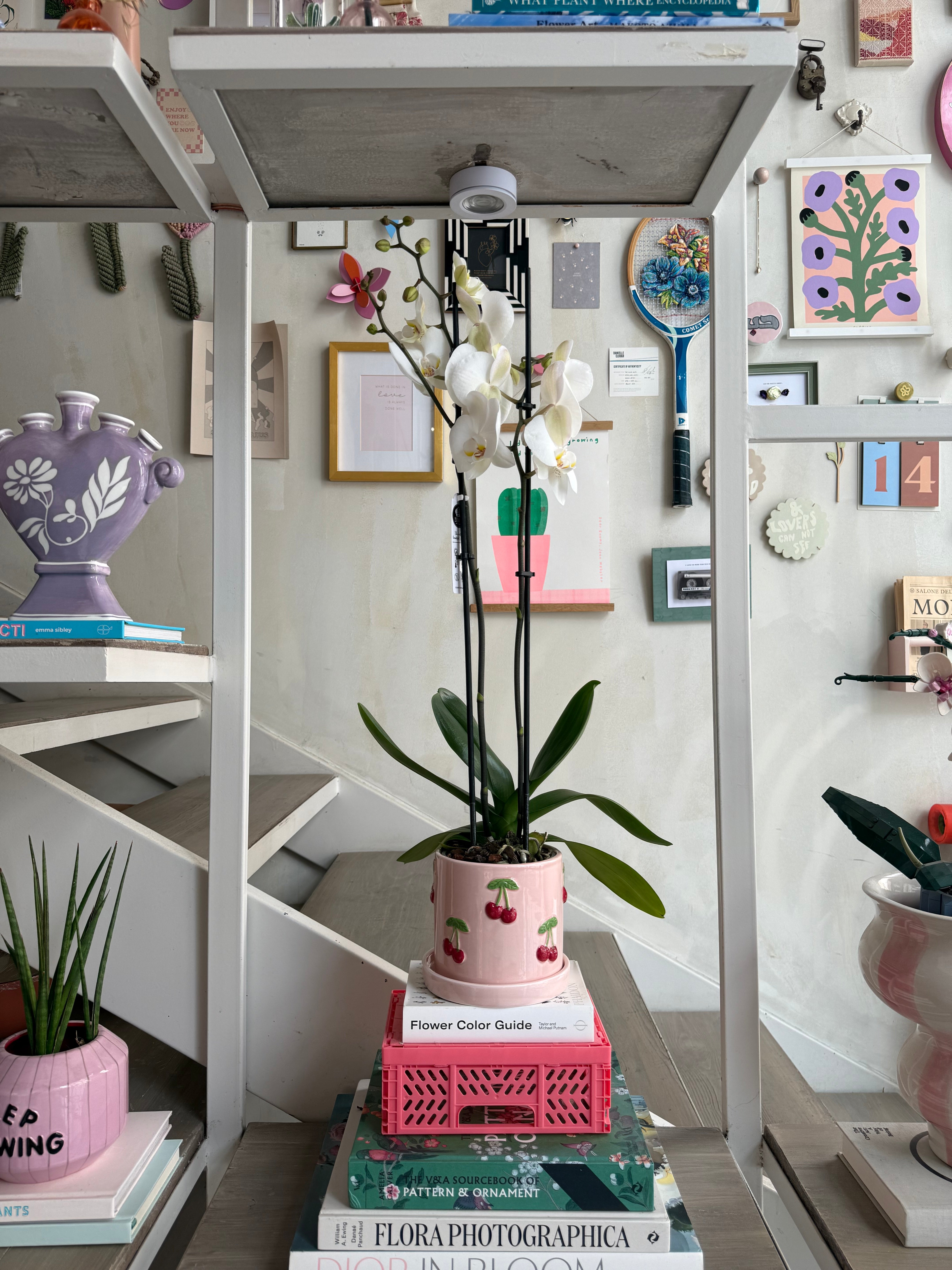 Orchid Plant in Cherry Plant Pot