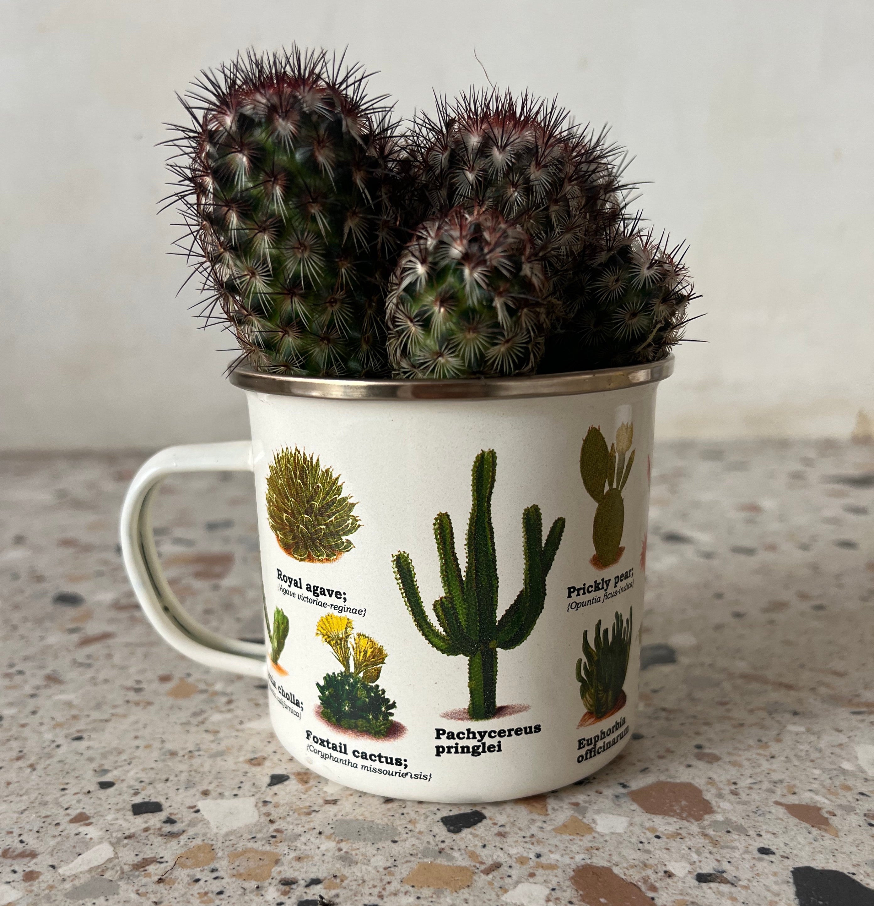 Cactus Enamel Mug w/ Plant